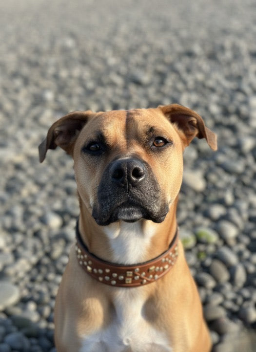 Premium Brown Leather Dog Collar – Durable, Stylish & Comfortable