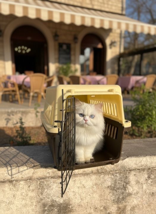 Portable Jet Box Pet Carrier for Cats & Puppies – Safe, Comfortable & Travel Friendly